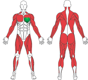 Muscle_groups_Crosstrainer